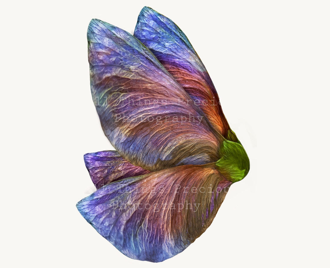 Fairy Wing Overlays For Photographers, Photoshop, Digital art and Creatives. Butterfly fairy wings, Png overlays for photoshop. Photography editing. High resolution, 300dpi. Overlay for photography. Digital stock and resources. Graphic design. Wings for Photos. Colourful Faerie Wings. Overlays for Edits.